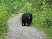 Black Bear